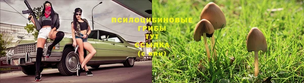 стаф Семилуки